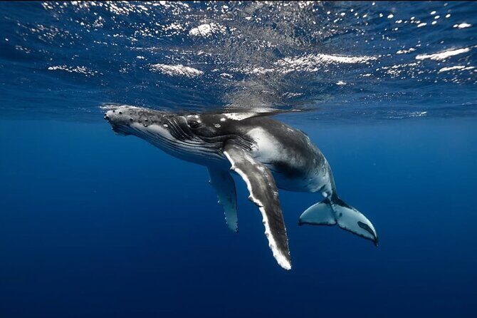 Swim in Moorea with Humpback Whales and More - Booking and Practical Considerations