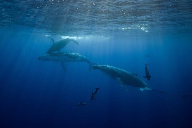 Swim in Moorea with Humpback Whales and More - Authentic Encounters and the Human Touch