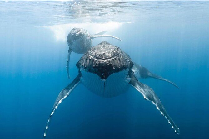 Swim in Moorea with Humpback Whales and More - Who Will Love This Tour?