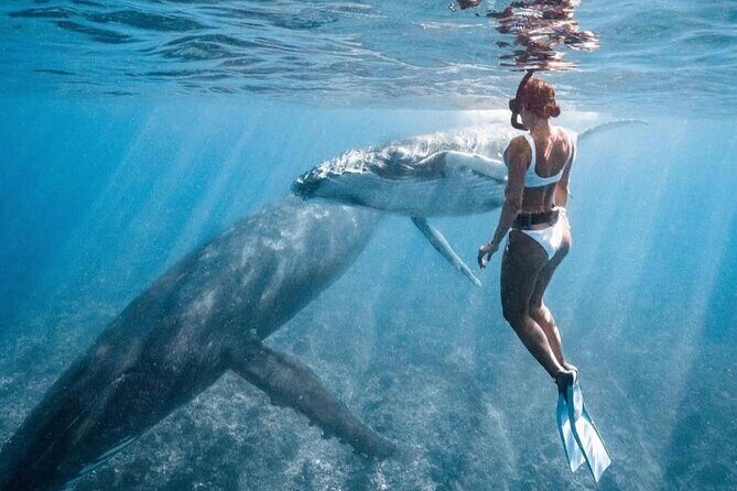 Swim in Moorea with Humpback Whales and More - Summary: Why Choose This Tour?