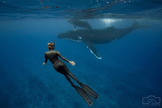Swim in Moorea with Humpback Whales and More - FAQs
