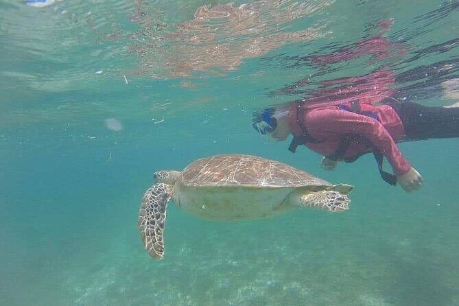 Swim with akumal turtles - Who Would Love This Tour?