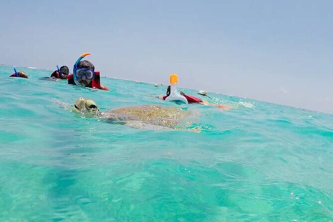 Swim with akumal turtles - The Sum Up