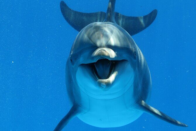 Swim with dolphin By Private Speed Boat and Sub wing Game - Hurghada - Key Points