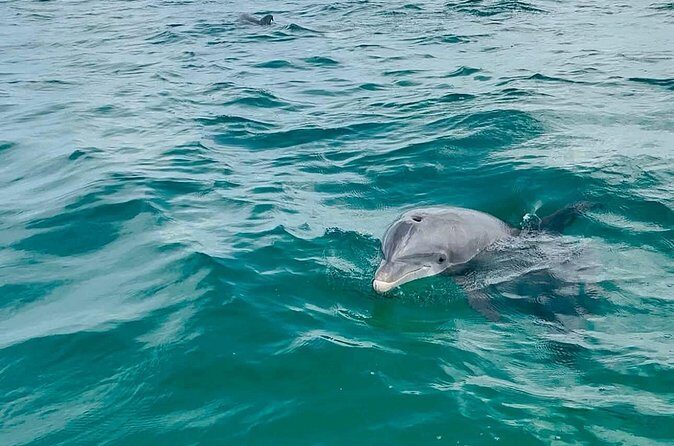 Swim with Dolphins And Snorkeling Group Tour - The Pricing and Value