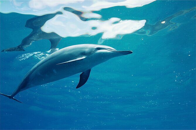 Swim with Dolphins on the West Coast of Oahu - What’s Included and What You Should Bring