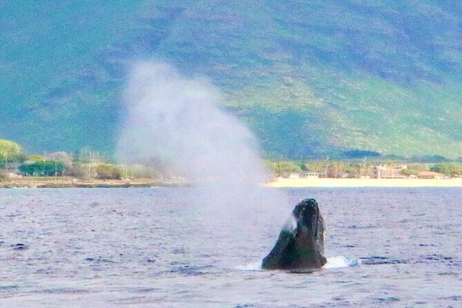 Swim with Dolphins on the West Coast of Oahu - The Value Proposition: Is It Worth It?