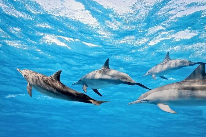 Swim with Dolphins & Snorkeling in Hurghada Boat Trip & Lunch - Key Points