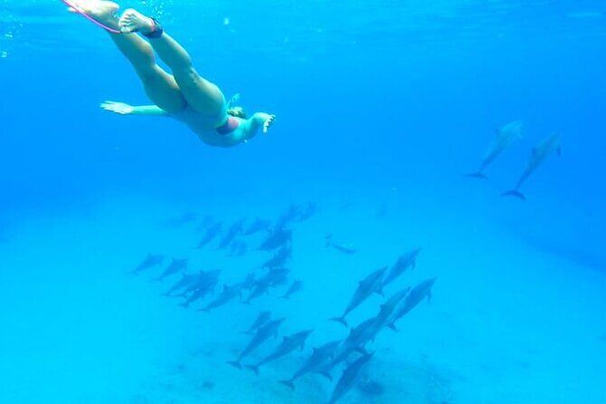 Swim with Dolphins & Snorkeling in Hurghada Boat Trip & Lunch - A Close Look at the Experience