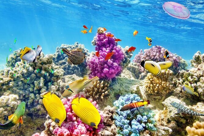 Swim with Dolphins & Snorkeling in Hurghada Boat Trip & Lunch - Who Will Love This Tour?