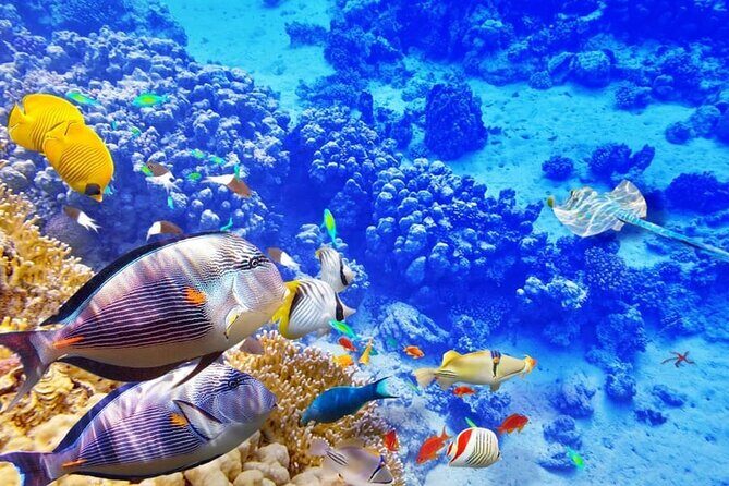 Swim with Dolphins & Snorkeling in Hurghada Boat Trip & Lunch - Final Thoughts