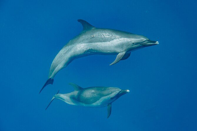 Swim With Dolphins & Turtles in West Oahu (Semi-Private Tours) - An In-Depth Look at the Tour Experience