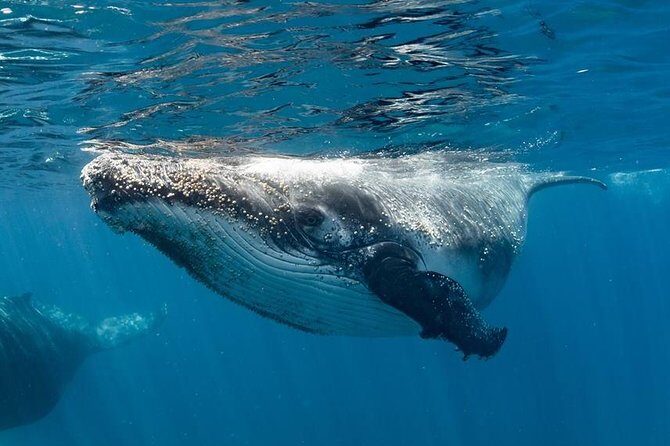 Swim with Humpback Whales - Ningaloo Reef - 3 Islands Whale Shark Dive - A Closer Look at the Tour Experience