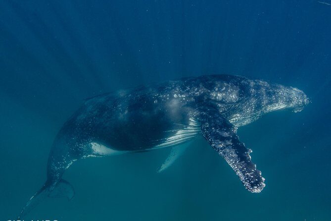 Swim with Humpback Whales - Ningaloo Reef - 3 Islands Whale Shark Dive - Final Thoughts