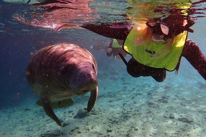 Swim with Manatees: Eco-Educational Tour in Crystal River - FAQ