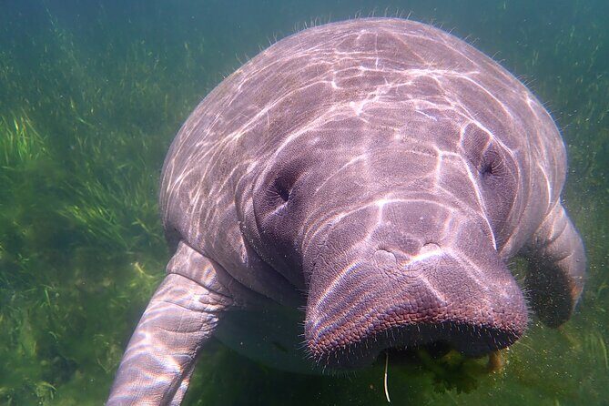 Swim with Manatees: Eco-Educational Tour in Crystal River - Final Recommendation