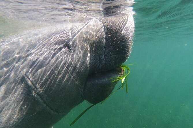 Swim With Manatees-Private Tour with In Water Guide/Photographer - What to Expect from the Tour