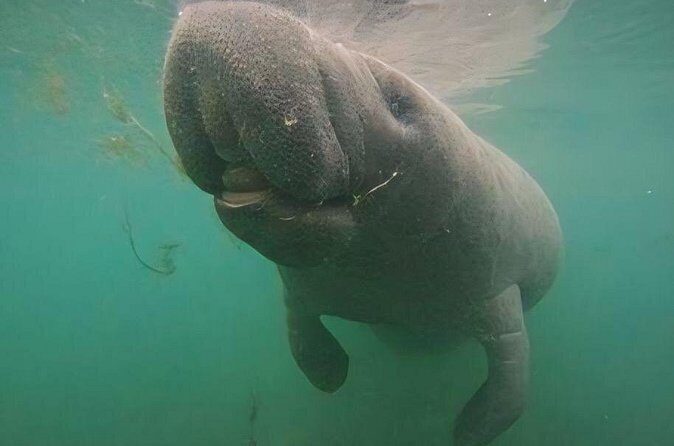 Swim With Manatees-Private Tour with In Water Guide/Photographer - Practical Details and Tips