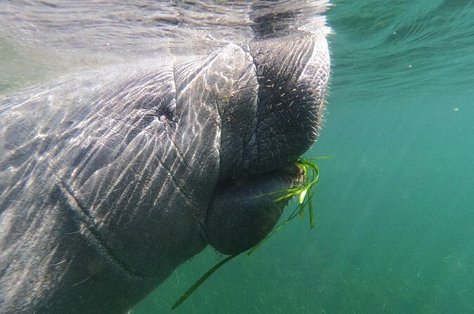 Swim With Manatees-Private Tour with In Water Guide/Photographer - The Sum Up
