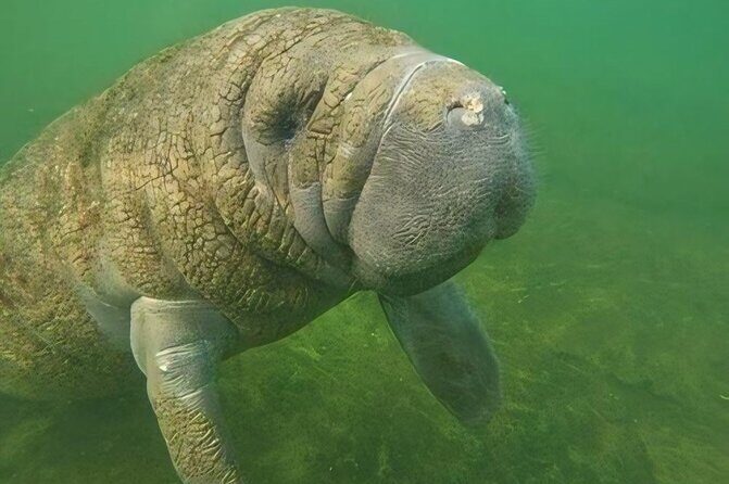 Swim With Manatees-Private Tour with In Water Guide/Photographer - FAQs