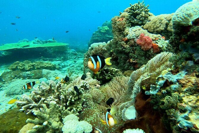 Swim With Manta Rays Snorkeling and West Penida - Who Would Love This?