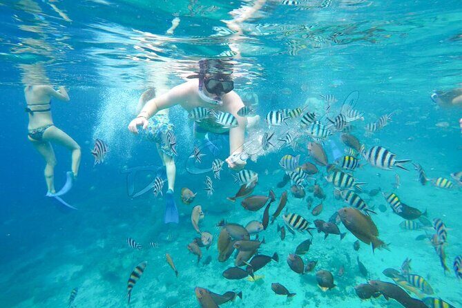 Swim With Manta Rays Snorkeling Nusa Penida - What to Expect and What Not to Expect