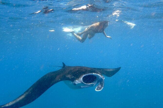 Swim With Manta Rays Snorkeling Nusa Penida - FAQs