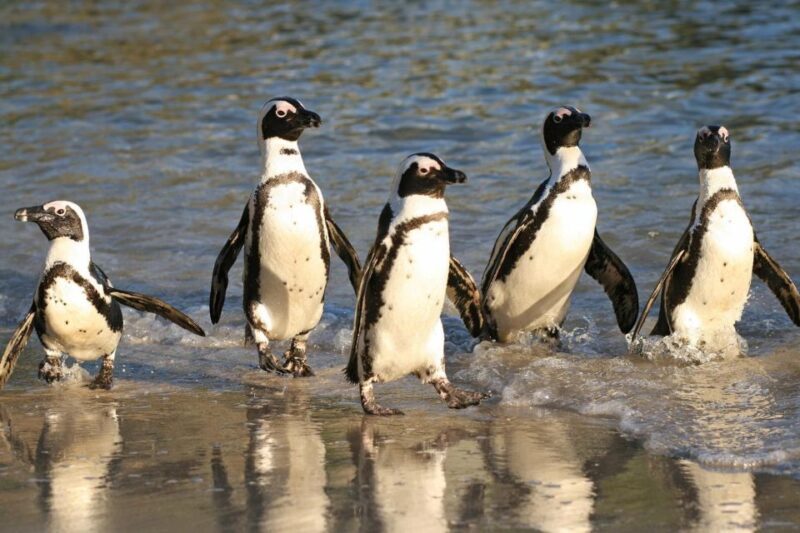 Swim with Penguins at Boulders Beach Penguin Colony - Key Points