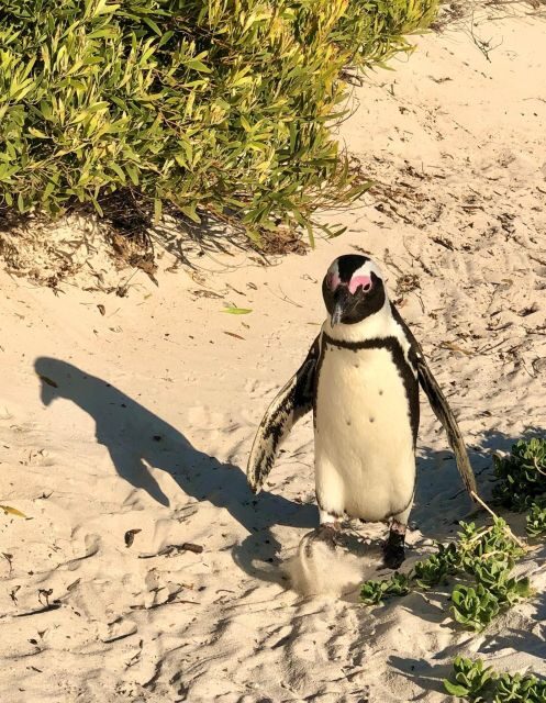 Swim with Penguins at Boulders Beach Penguin Colony - An Authentic Encounter with African Penguins