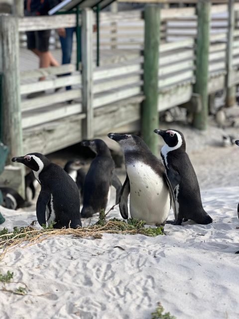 Swim with Penguins at Boulders Beach Penguin Colony - The Value of the Tour