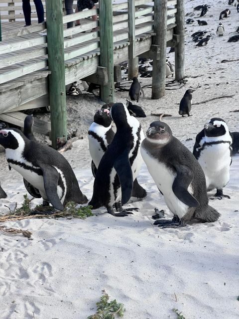 Swim with Penguins at Boulders Beach Penguin Colony - Authentic Experiences and Personal Touches