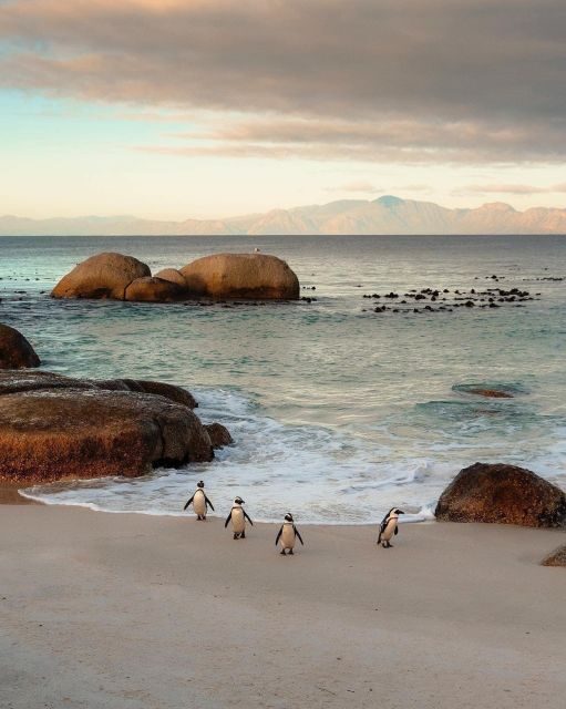 Swim with Penguins at Boulders Beach Penguin Colony - Final Thoughts