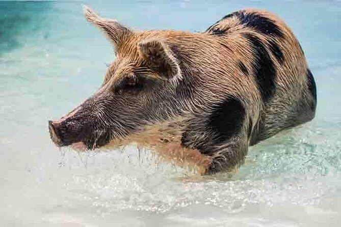 Swim with Pigs on a Tropical Island - Analyzing the Experience: What’s Great and What’s Not