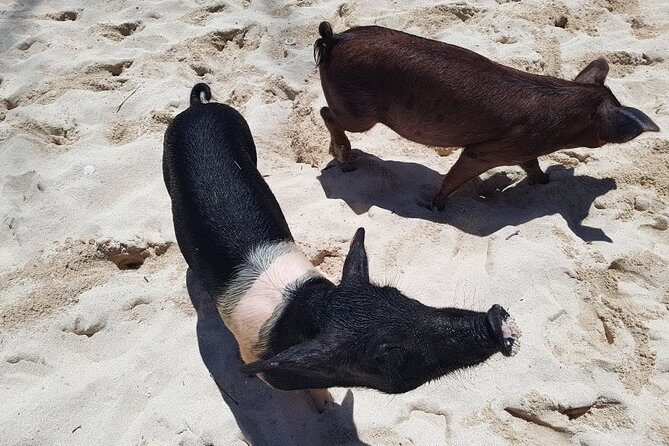Swim with Pigs on a Tropical Island - Who Should Consider This Tour?