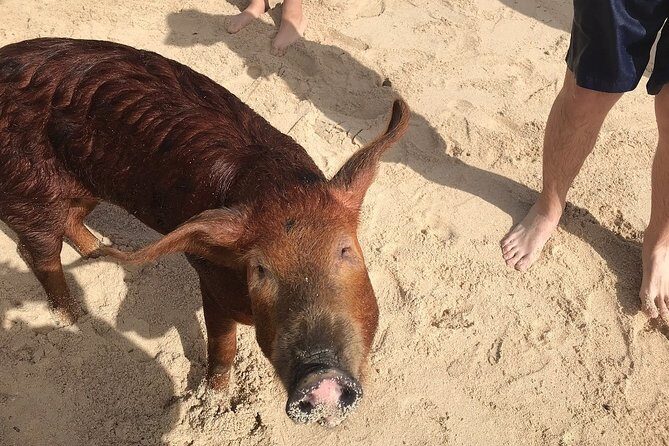 Swim with Pigs on a Tropical Island - The Sum Up