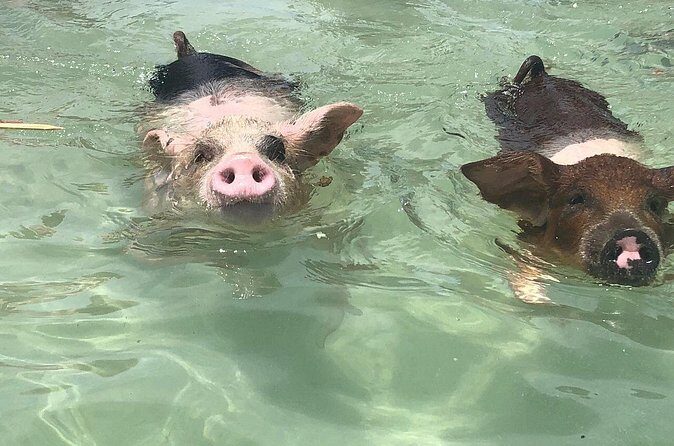 Swim with Pigs on a Tropical Island - FAQ