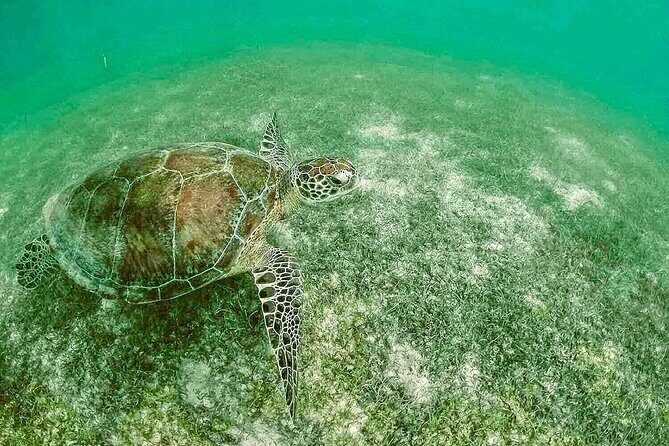 Swim with Sea Turtles in Akumal Plus Visit and Swim in a Cenote - What’s Included and What Costs Extra