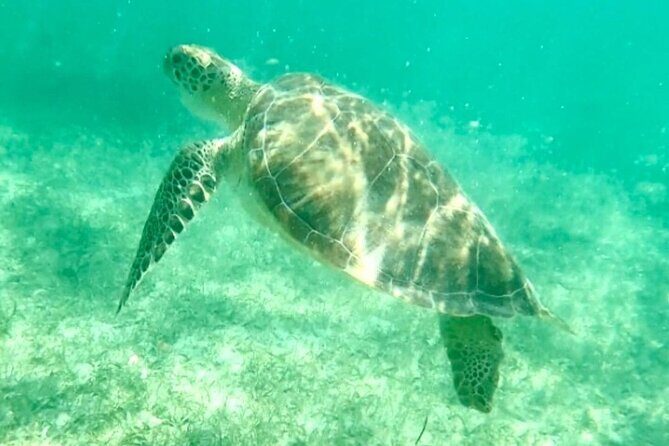 Swim with Sea Turtles in Akumal Plus Visit and Swim in a Cenote - Who Should Consider This Tour