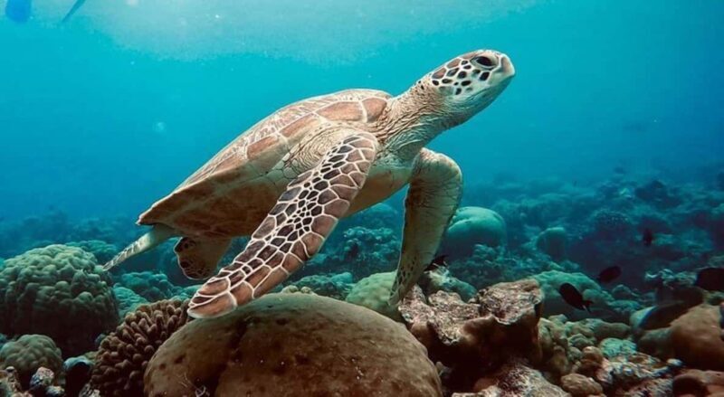 Swim with Sea Turtles, Kuza Cave, Paje Beach, The Rock Lunch - FAQs