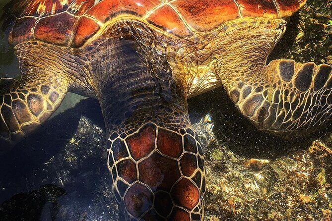 Swim with Sea Turtles; Spice Tour with Lunch; Prison Island Tour - The Practical Side: Transportation and Logistics