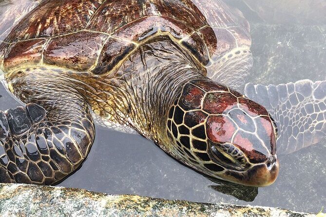Swim with Sea Turtles; Spice Tour with Lunch; Prison Island Tour - FAQ