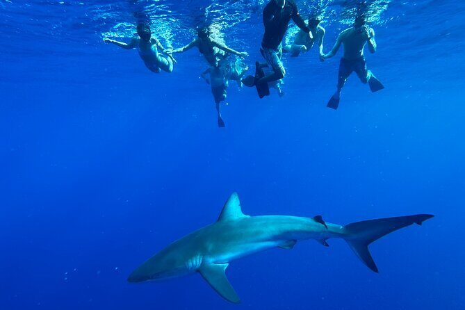 Swim with Sharks Cage-Free from Oahu - Meeting Point and Logistics