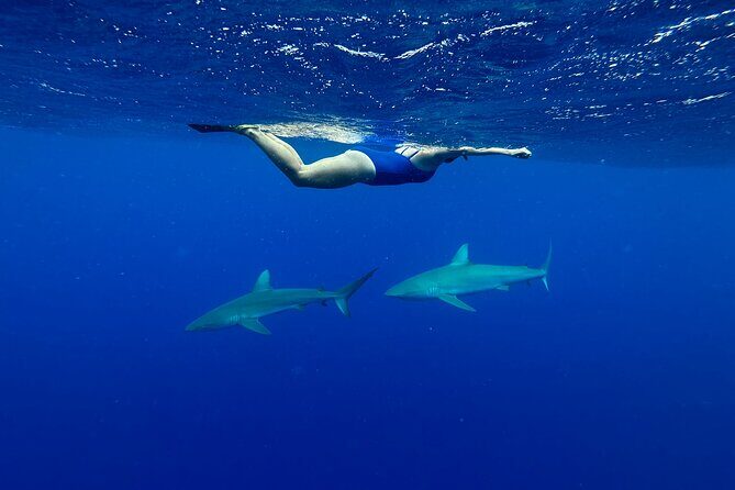 Swim with Sharks Cage-Free from Oahu - Why the Experience Resonates with Travelers