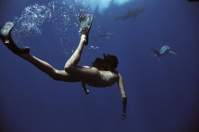 Swim with Sharks Cage-Free from Oahu - Value for Money