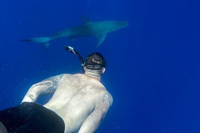 Swim with Sharks Cage-Free from Oahu - Authentic Encounters and Environmental Respect