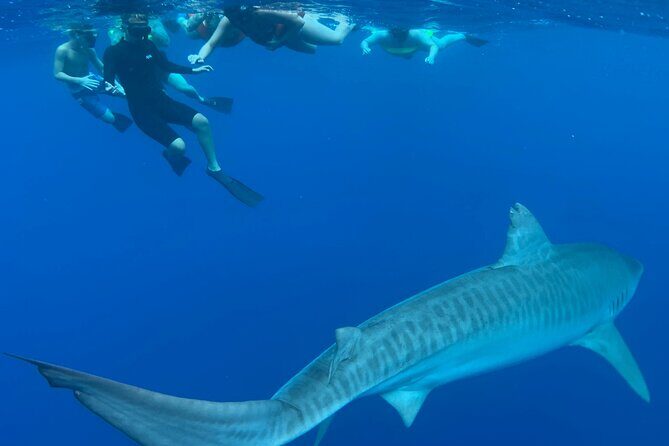 Swim with Sharks Cage-Free from Oahu - Practical Tips for Participants