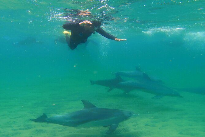 Swim With The Dolphins Experience in Bunbury Australia - Key Points