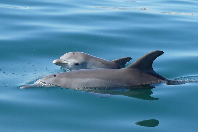 Swim With The Dolphins Experience in Bunbury Australia - A Closer Look at the Tour
