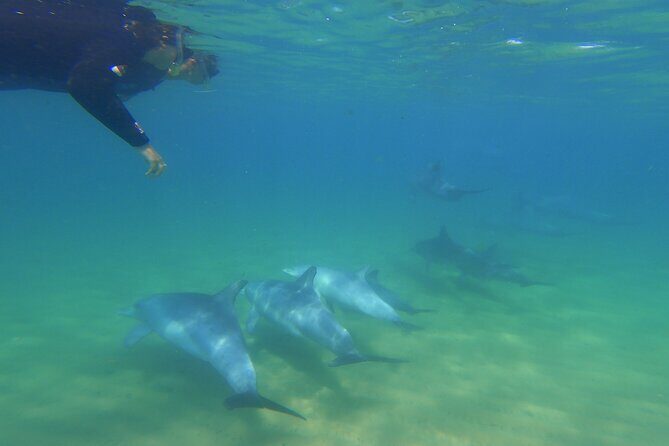 Swim With The Dolphins Experience in Bunbury Australia - Who Will Love This Tour?