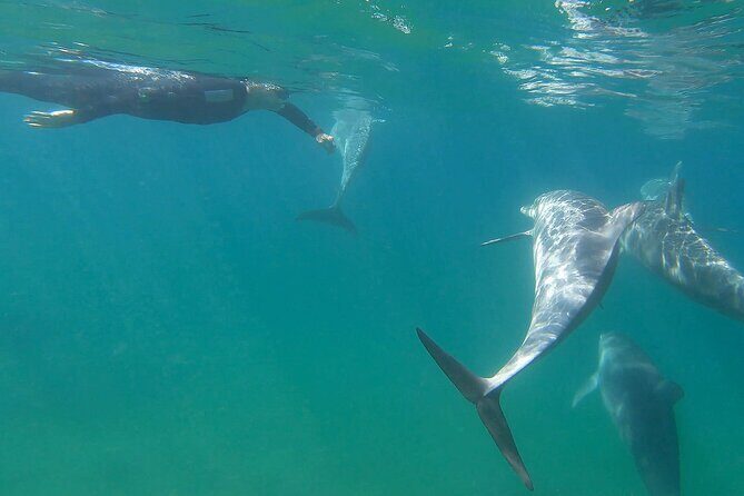Swim With The Dolphins Experience in Bunbury Australia - Frequently Asked Questions